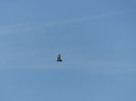 FZ001488 Buzzard (Buteo buteo).jpg